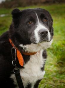 Зухра, умнейшая среднеазиатская овчарка в дар