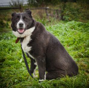 Зухра, умнейшая среднеазиатская овчарка в дар