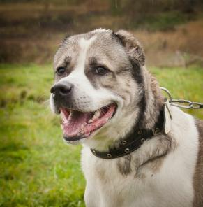 В дар замечательный молодой алабай Опал