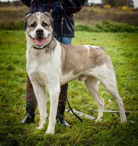 В дар замечательный молодой алабай Опал