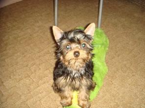 ����������� �������, ������ �� 18 ���