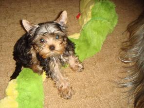 ����������� �������, ������ �� 18 ���