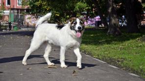 ����� � ��������, ���������� ����� ���� ������� �����.