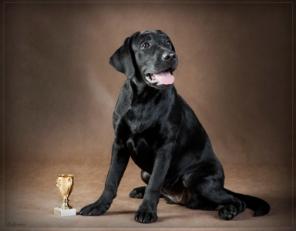 �������� ����� - �������� ���������� �������