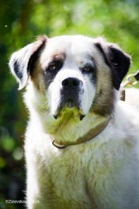 В дар великолепный алабай Бай