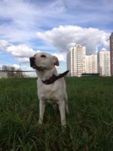 ������� ��������� ������ ��� �����! ���� ����� ��������� 1,5 ����