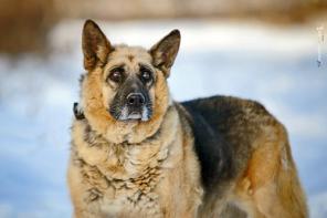 ������ � ��������-����������� �������, ������� ������, � ������� ����