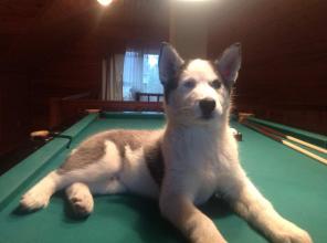 ����� ������ ����������� �������