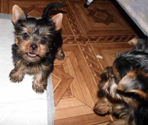 ��������� ����������� ������