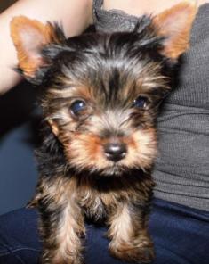 ��������� ����������� ������