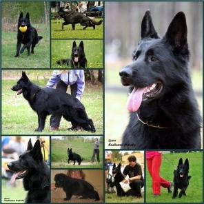 ����� �������� �������.