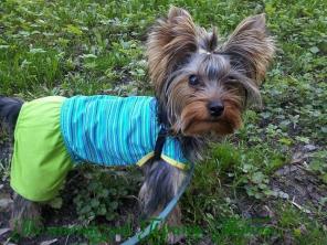 Красивый подрощенный мальчик йорка.