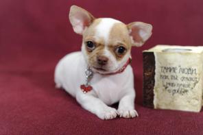 Чихуахуа девочки !