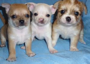 ������  ��������