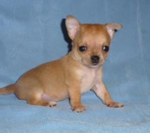 ������  ��������