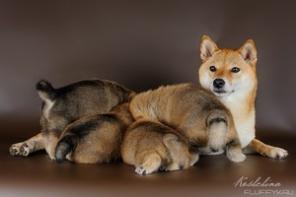 ��������� ����� ������ ���� ��� (����)