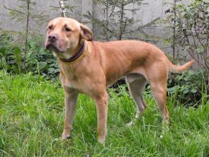 метис питбуля-редноуса с лабрадором