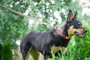 �����- ����� ������������� ���������� � �������, 1,5 ����,  � ���