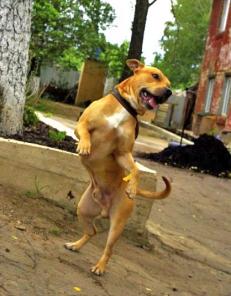 молодой амстафф песочного окраса