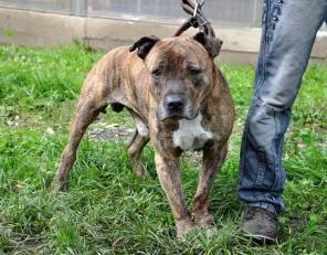 Амстафф чистокровный