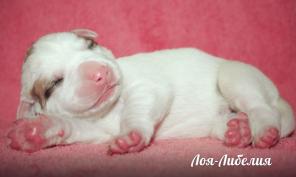 ����� ��������������� �������