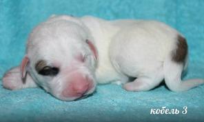 ����� ��������������� �������