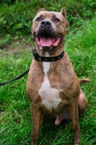 ������� �������� ������