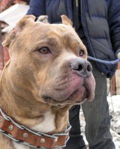 ������� �������� ������