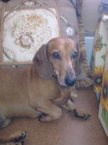 ������� ������ �����