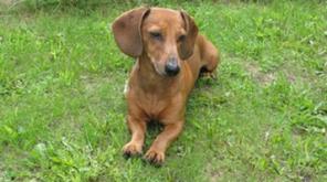 ������� ������ �����