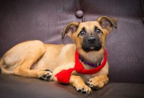 Тамерлан-покоритель вашего сердца! Рыжее счастье даром!