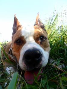 ������� ����� �������