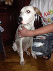 Метисочка пита щенок!