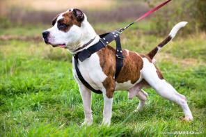 Амстафф тигрового окраса