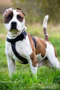 Амстафф тигрового окраса