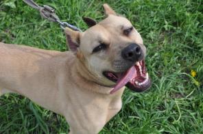 �������� ���������