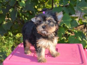 Щенки ЙОРКширского терьера, мини и супер-мини.