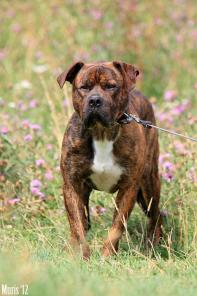 ������� �������� �����