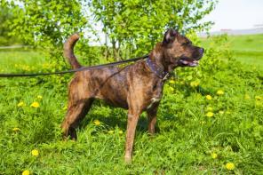 Тигровая девочка питбуль