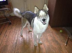 Пропала западносибирская лайка, Красногорск