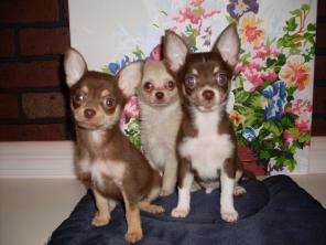Чихуахуа щенки шоколадного окраса