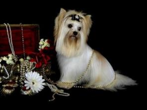 Голдаст йоркширский терьер от Немецких производ.