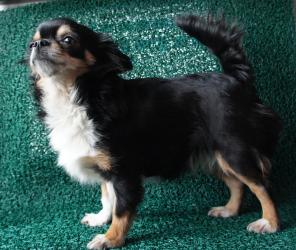 Девочки красавицы