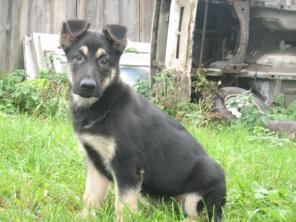 ����� ��������-����������� �������