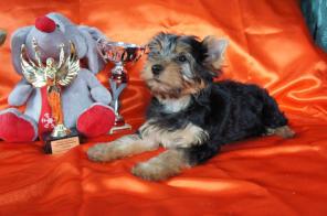 мы не мини мы стандарт щенки йоркширского терьера