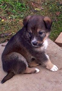 Смелые, умные, доброжелательные щенки в дар.