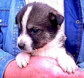 Смелые, умные, доброжелательные щенки в дар.