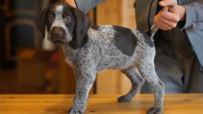 ����� ���������