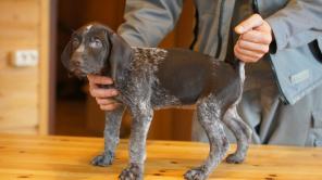 ����� ���������