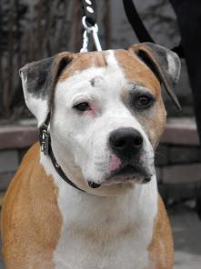 ����-����� �������